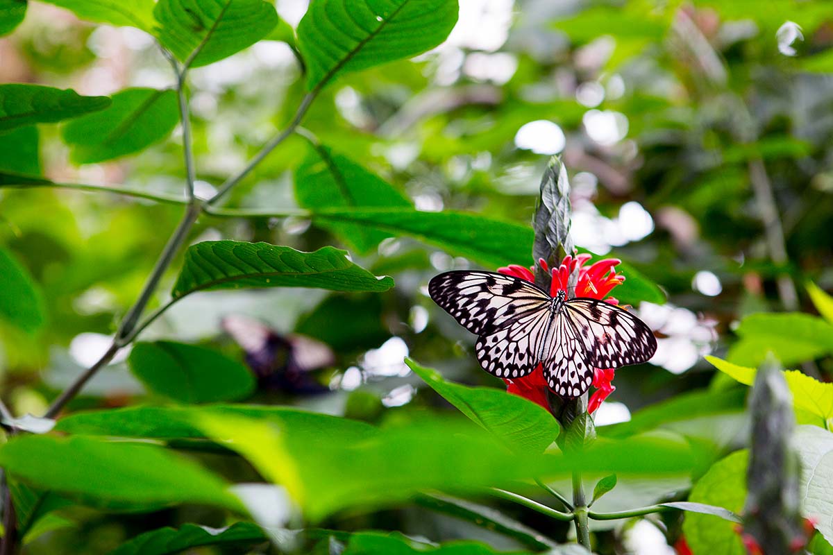 Canon 24-70mm f2.8 butterfly photo